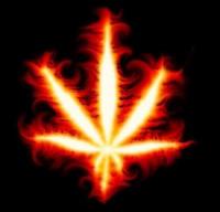 small_marihuana2.jpg-1-